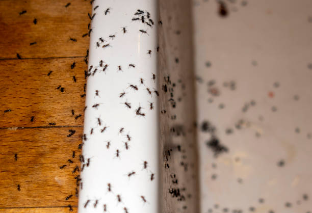 Reliable Rolling Hills Estates, CA Pest Control Solutions